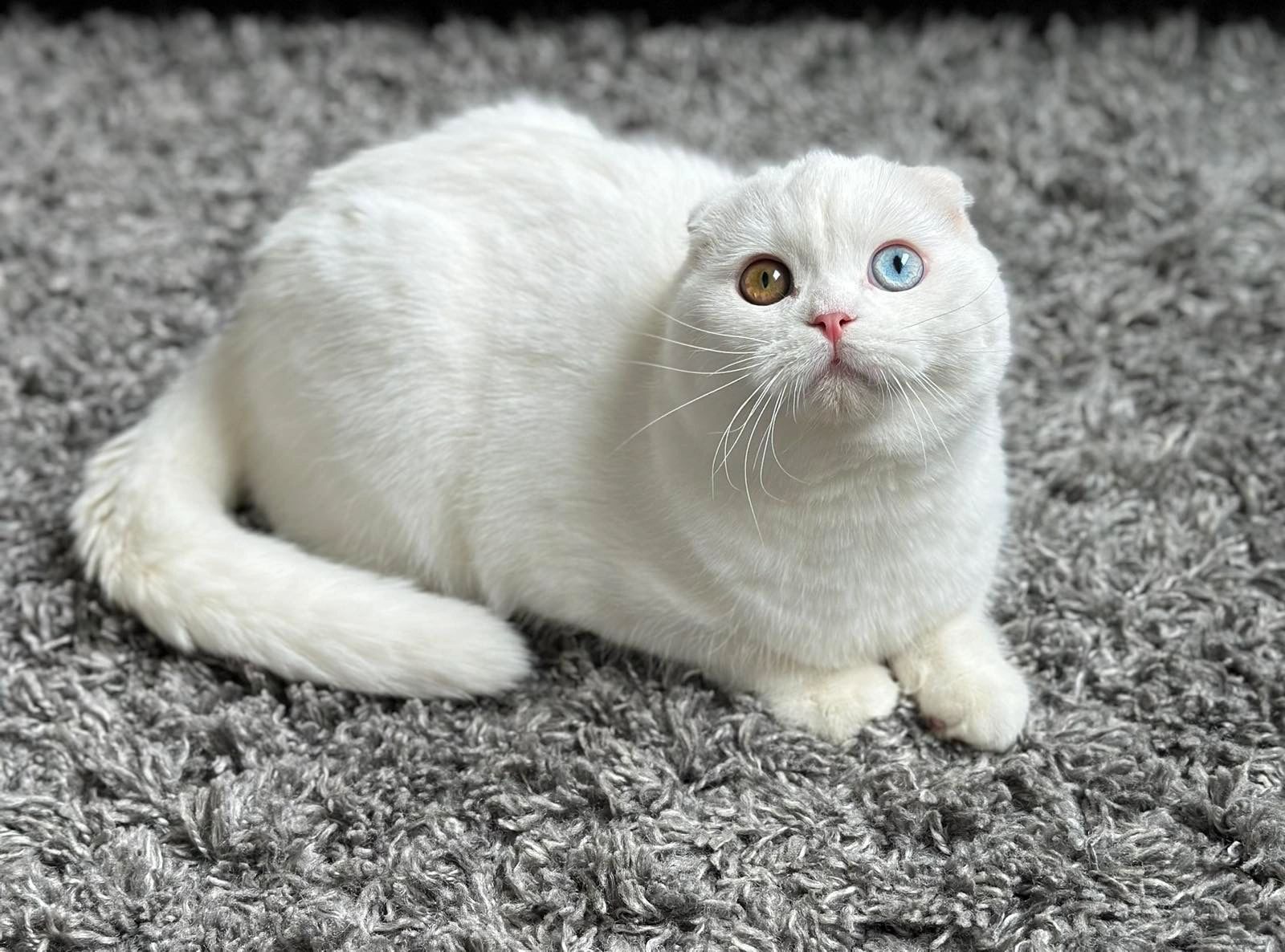 Scottish Fold Kittens for Sale