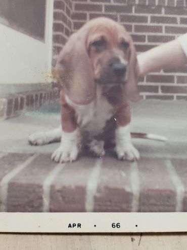 Cute basset hound puppy sitting on brick steps with a hand gently holding it.