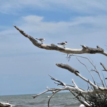 Summer 2025 at Botany Bay. 
Edisto Island, South Carolina
