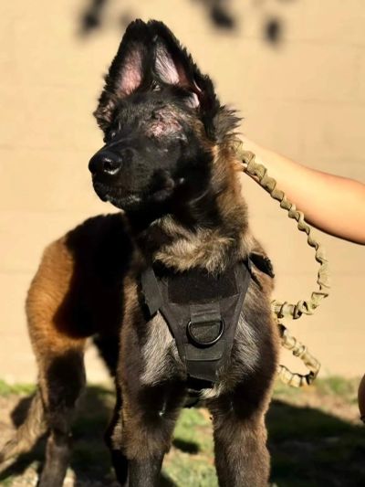 A black and brown dog wearing a harness and leash outdoors.