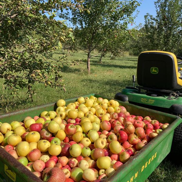 Just south of Platte City, we currently grow over 40 cider apple varieties, mostly unknown to this p