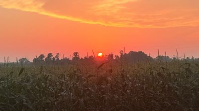 Sunset over a field with trees in the background.