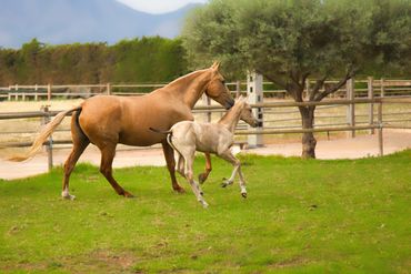 Andalusian Mare and Foal Running