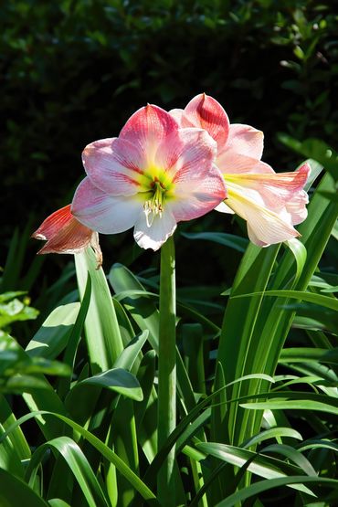 Belladonna Lily