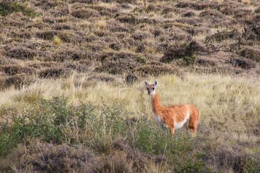 Guanaco - Roaming along the Valdes Peninsula