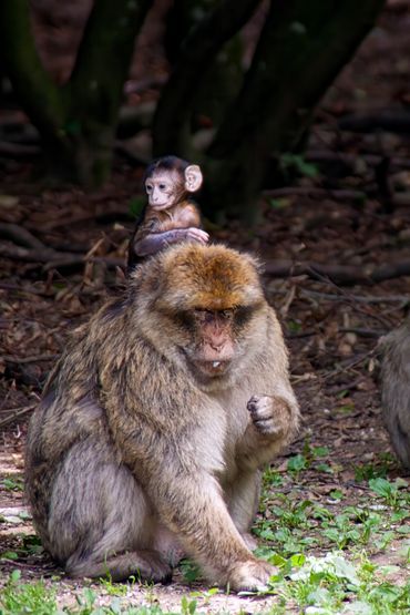 Rhesus Macaque Monkey - Father and Son