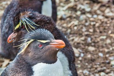 Penguins - Rockhopper