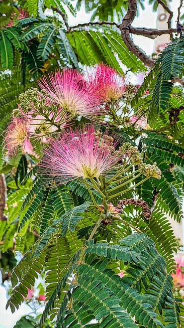 Persian Silk Tree - Malaga