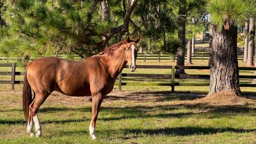 Red Mare