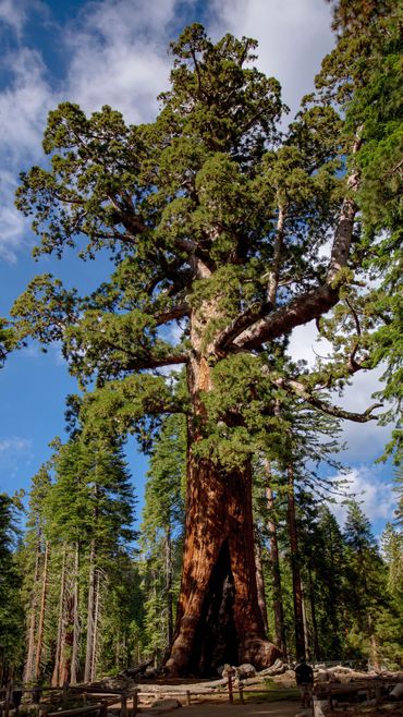Sequoia - The Grizzly
