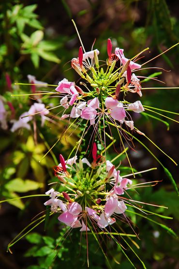 Spider Flower