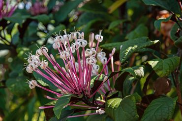 Starburst Bush