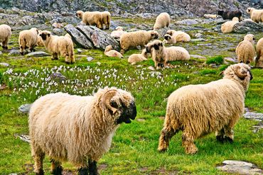 Swiss Mountain Sheep