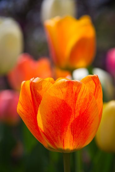 Tulip with Glow