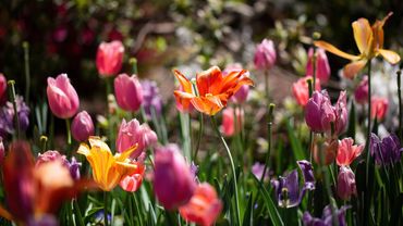Tulips - Spring Profusion