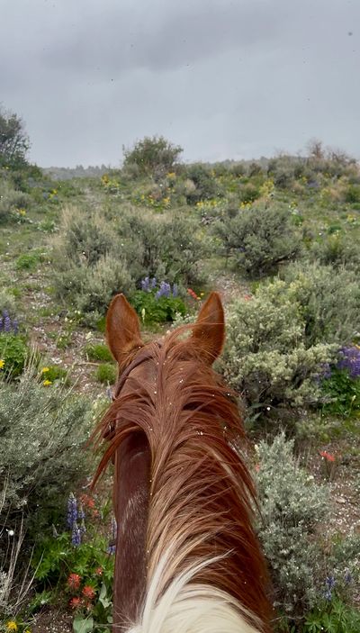 Chestnut paint horse being ridden through sage brush and flowers while snowing at Western Diamond