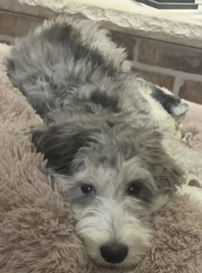 Sheepadoodle puppy in Minnesota 