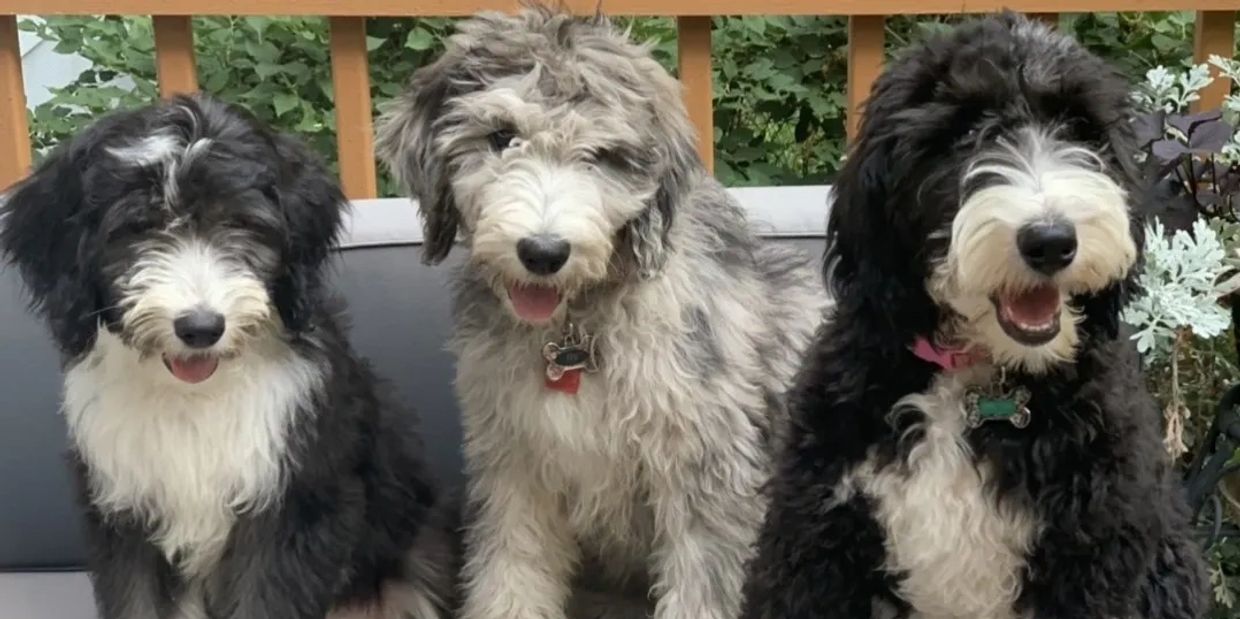 Sheepadoodle Puppy