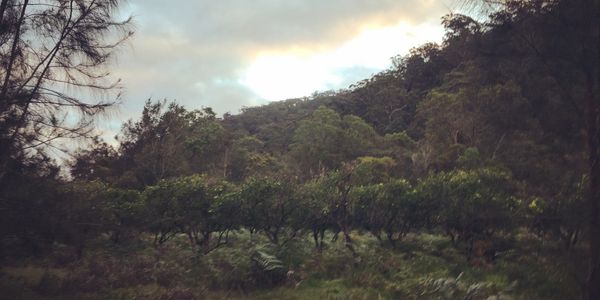 settlers history marramarra orchard campground kayak adventure tour syndey nsw Australia