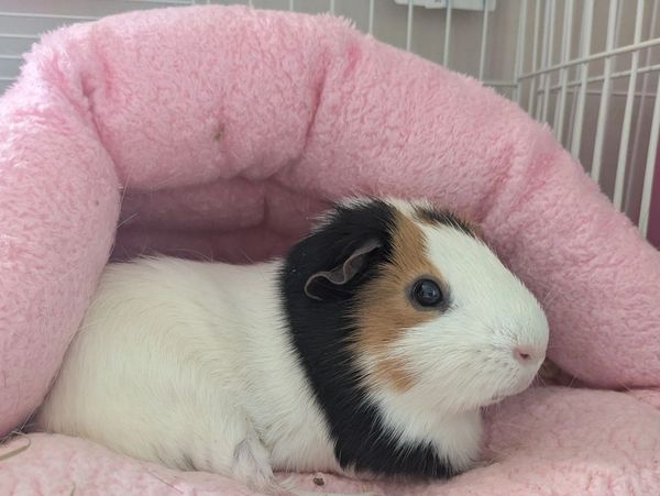 A tricolor guinea pig resting in a soft pink bed inside its cage.