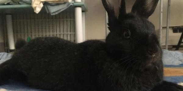 Black rabbit lying on a blue and white patterned blanket indoors.