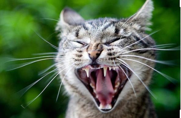Let's Talk About the “F” Word: The “FRACTIOUS” Cat!