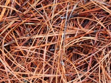 Long Needle Pine Straw