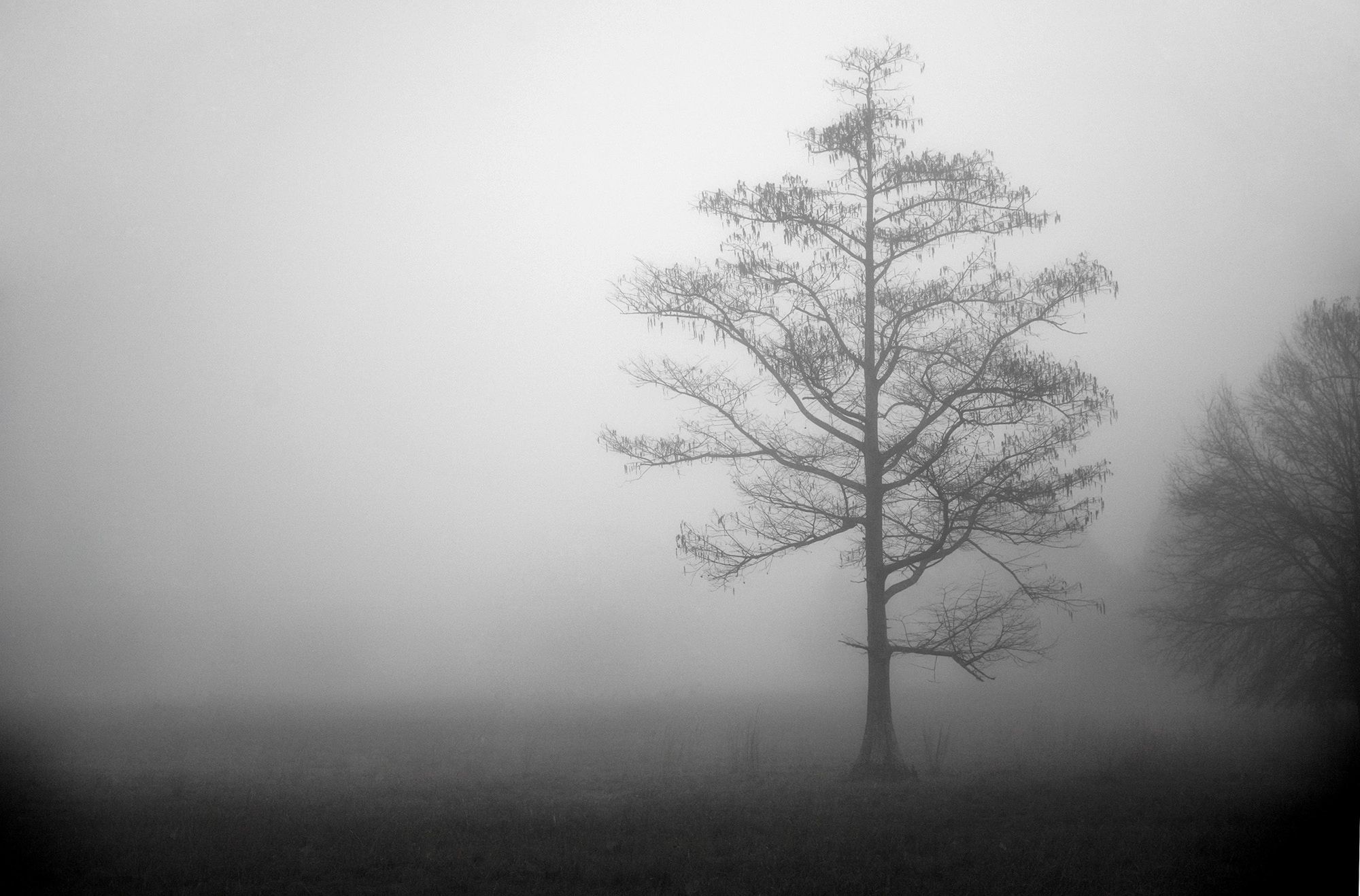 Foggy morning at the Big Green Swamp