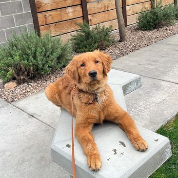 A golden retriever puppy laying politely on a bench outside an apartment looking at the camera