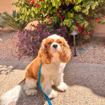 A small fluffy dog smiles sweetly at the camera while sitting in a garden full of sunshine.