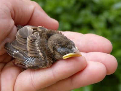 Birders' Eye View: Bird rehab 101 with Savannah blue jay babies