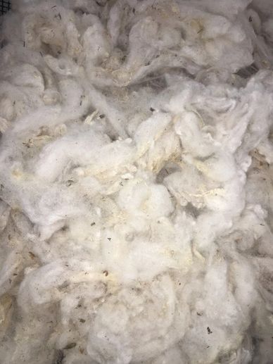 Raw fleece that has been washed.
