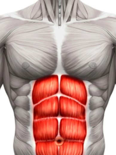 Anatomy of abdominal muscles highlighted in red.