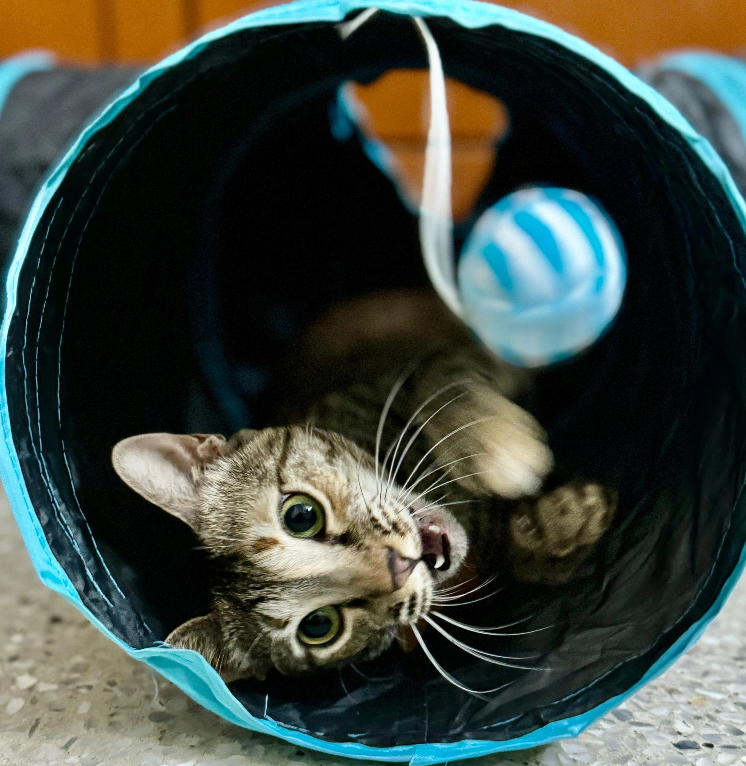 indie cat, indie kitten , adopt indie kitten, donate for indie kitten