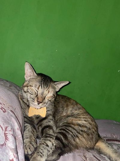 Cat, Cat Rescue, Cat Adopt, Adopt a cat, Indian Tabby, Tabby Breed Indian Cat