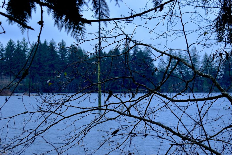 Bare tree branches over a lake with forest in the background.
