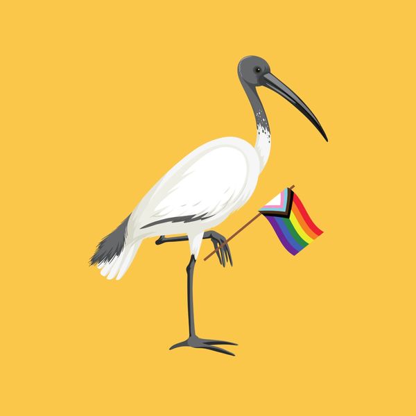 Illustration of an ibis holding a progressive pride flag against a yellow background.