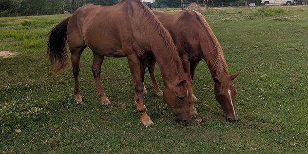 Two horses eating grass