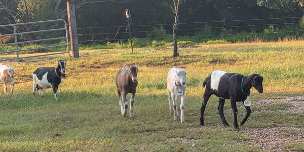 Goats walking across the pasture