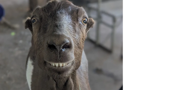 Goat smiling