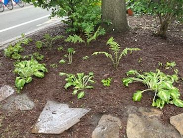 A small garden bed with young plants and fresh mulch under a tree.