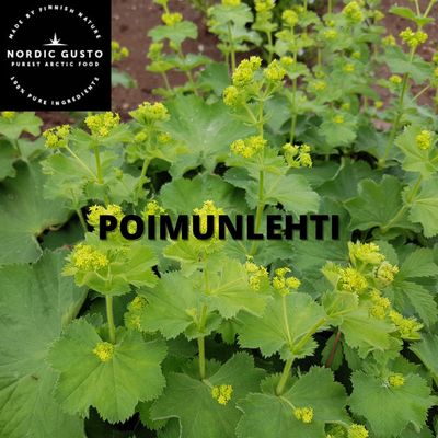 poimunlehti,poimunlehtirouhe