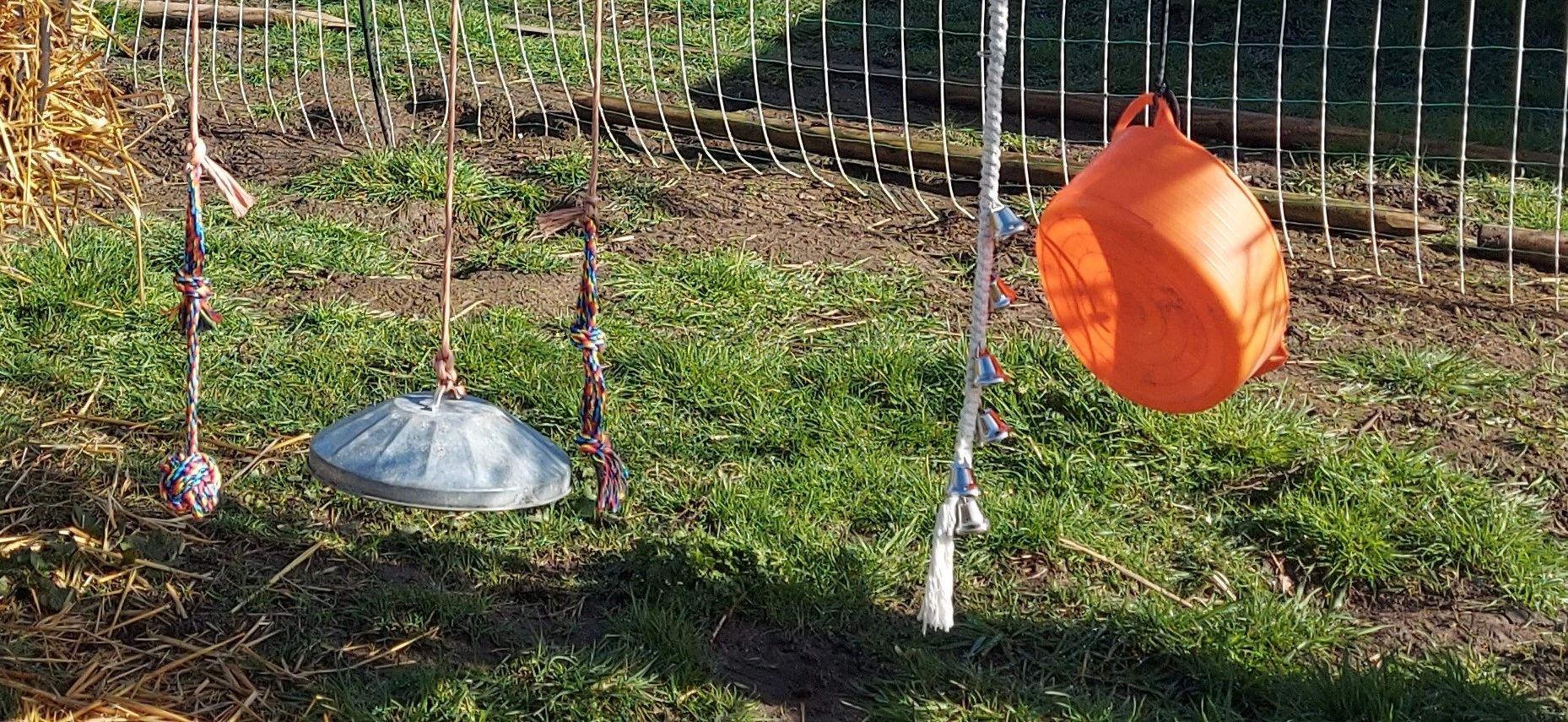 The Benefits of Duck Enrichment