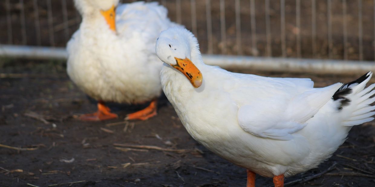 Peony & Primrose having a good old preen