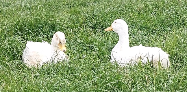Sally's Duck Rescue