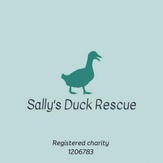 Sally's Duck Rescue