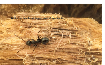 Carpenter ant....notice the distinctive heart shaped head