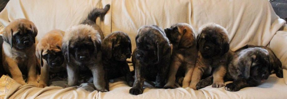 Knighterrant Mastiffs - Breeder, Puppies, English Mastiff Puppies