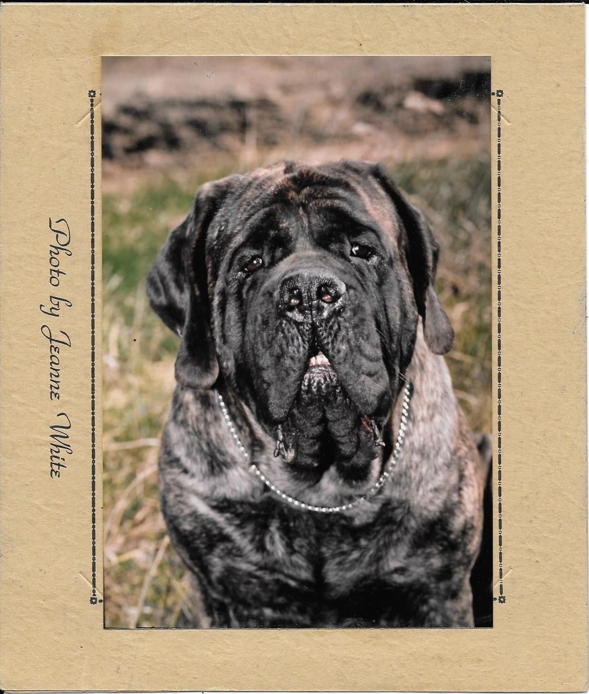 Ras Profiel: Engelse Mastiff – Gilbertson \u0026 Page Europe, image size:1202x1417