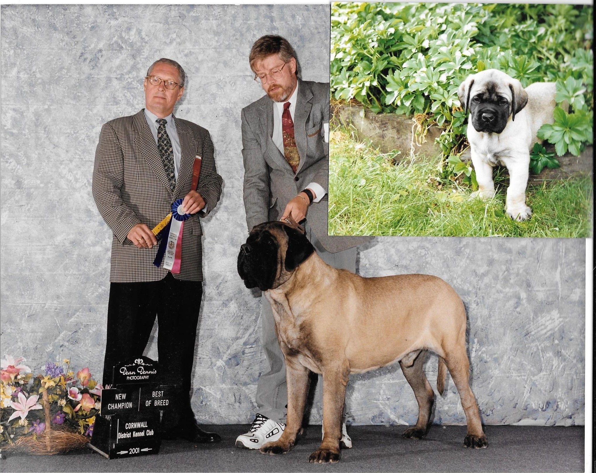 Discount neapolitan cane corso Online Sale, image size:2037x1615